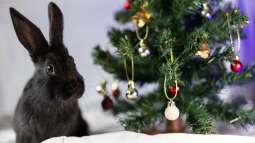 ������ �� ��� ��������: ���������� �� ���� �����, ����� �������� ������ � �����