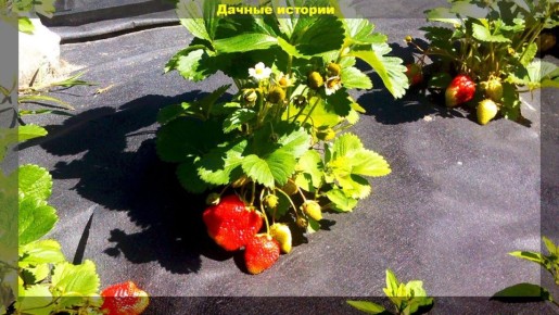 ��� ���������� ���������� ������� ����� ������ ��� ������: ������ ��� ���������