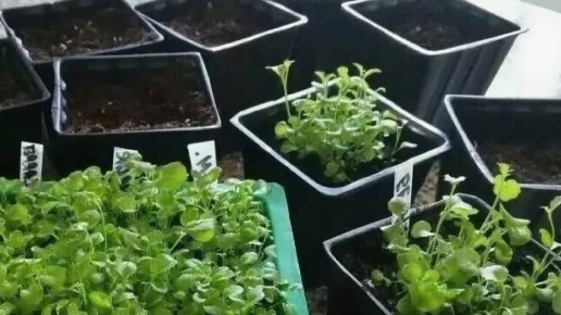 �������: ��� ������� ������ ������� ��� ������� � �������� ���������������� ������