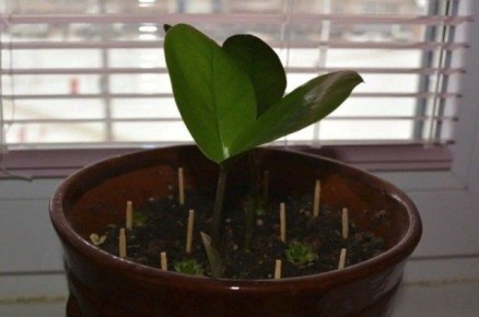 ������ � �������: ����������� ��������� ��� ��������� ���