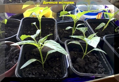 ��� ��������� ��������� ����� � ���������: ������ �� ����� � ������� ��� ����� ��������