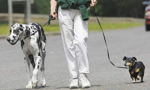 Как избежать штрафов: ключевые моменты для владельцев домашних животных