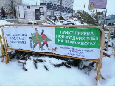 Самые сознательные горожане уже несут ёлочки из своих квартир на специально оборудованные площадки по утилизации сосен и ёлок