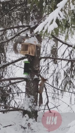 �������� ��������� ��� ������ ��������� � ���������� �����