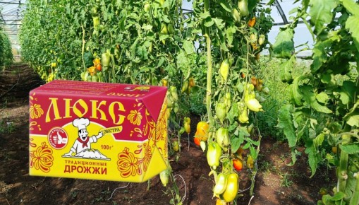 Дрожжевые подкормки: мифы и реальность