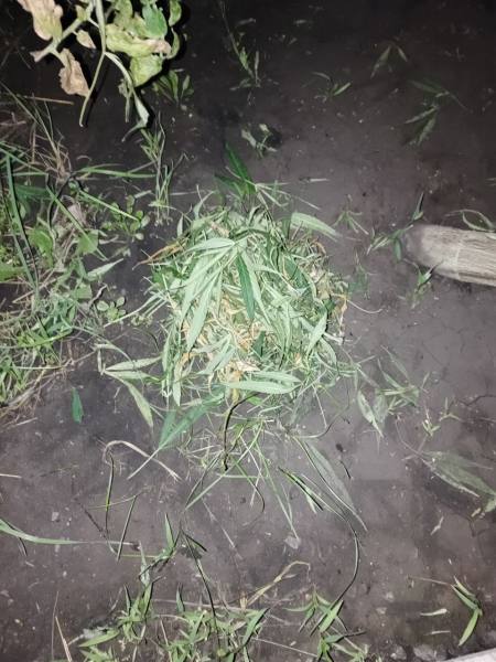 Житель Саранска осужден за хранение марихуаны, которую культировал во дворе дома, и повторное управление мотоциклом в состоянии опьянения Житель Саранска осужден за хранение марихуаны, которую культировал во дворе дома, и повторное управление мотоциклом в состоянии опьянения