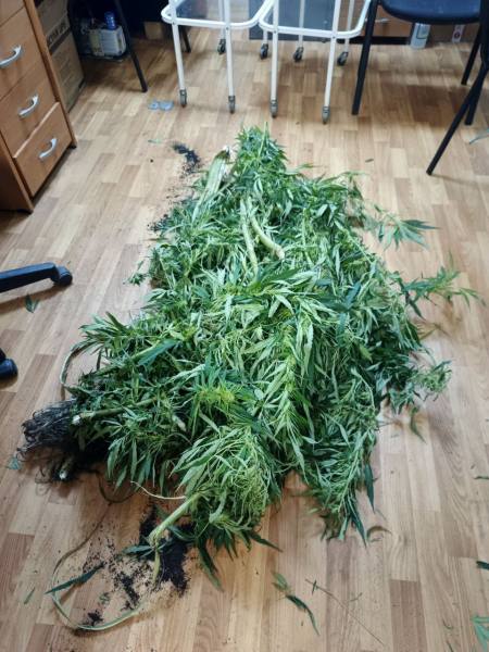 Житель Саранска осужден за хранение марихуаны, которую культировал во дворе дома, и повторное управление мотоциклом в состоянии опьянения Житель Саранска осужден за хранение марихуаны, которую культировал во дворе дома, и повторное управление мотоциклом в состоянии опьянения