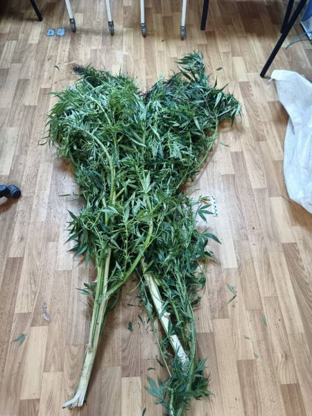 Житель Саранска осужден за хранение марихуаны, которую культировал во дворе дома, и повторное управление мотоциклом в состоянии опьянения Житель Саранска осужден за хранение марихуаны, которую культировал во дворе дома, и повторное управление мотоциклом в состоянии опьянения