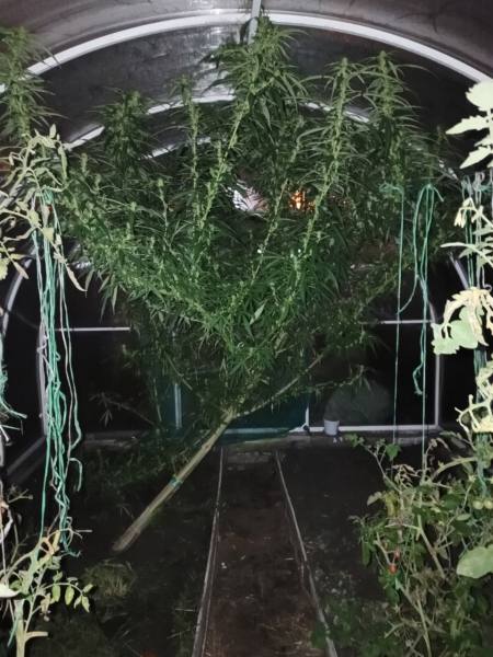 Житель Саранска осужден за хранение марихуаны, которую культировал во дворе дома, и повторное управление мотоциклом в состоянии опьянения Житель Саранска осужден за хранение марихуаны, которую культировал во дворе дома, и повторное управление мотоциклом в состоянии опьянения