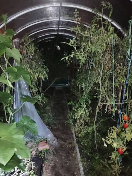 Житель Саранска осужден за хранение марихуаны, которую культировал во дворе дома, и повторное управление мотоциклом в состоянии опьянения Житель Саранска осужден за хранение марихуаны, которую культировал во дворе дома, и повторное управление мотоциклом в состоянии опьянения