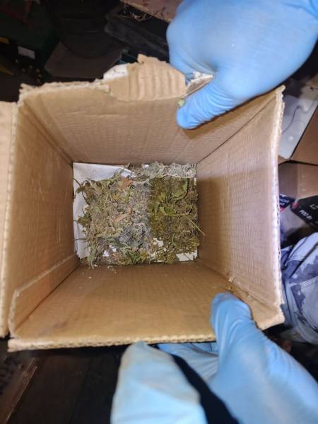 Житель Саранска осужден за хранение марихуаны, которую культировал во дворе дома, и повторное управление мотоциклом в состоянии опьянения Житель Саранска осужден за хранение марихуаны, которую культировал во дворе дома, и повторное управление мотоциклом в состоянии опьянения