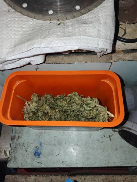 Житель Саранска осужден за хранение марихуаны, которую культировал во дворе дома, и повторное управление мотоциклом в состоянии опьянения