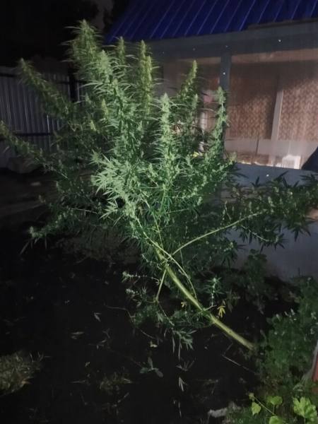 Житель Саранска осужден за хранение марихуаны, которую культировал во дворе дома, и повторное управление мотоциклом в состоянии опьянения Житель Саранска осужден за хранение марихуаны, которую культировал во дворе дома, и повторное управление мотоциклом в состоянии опьянения