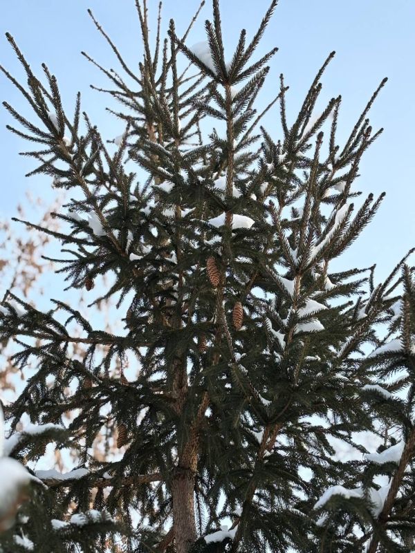 �� ���������� ���� � ������ ����������� ������ �� ����������������� � ����������� ���������� �����: