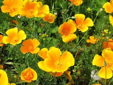 ������ �����: ��������� ������� ��� ������ ����