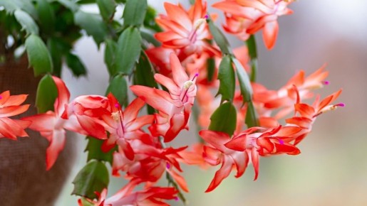 ��� �������� �������� ����������: �������� ������ � �����