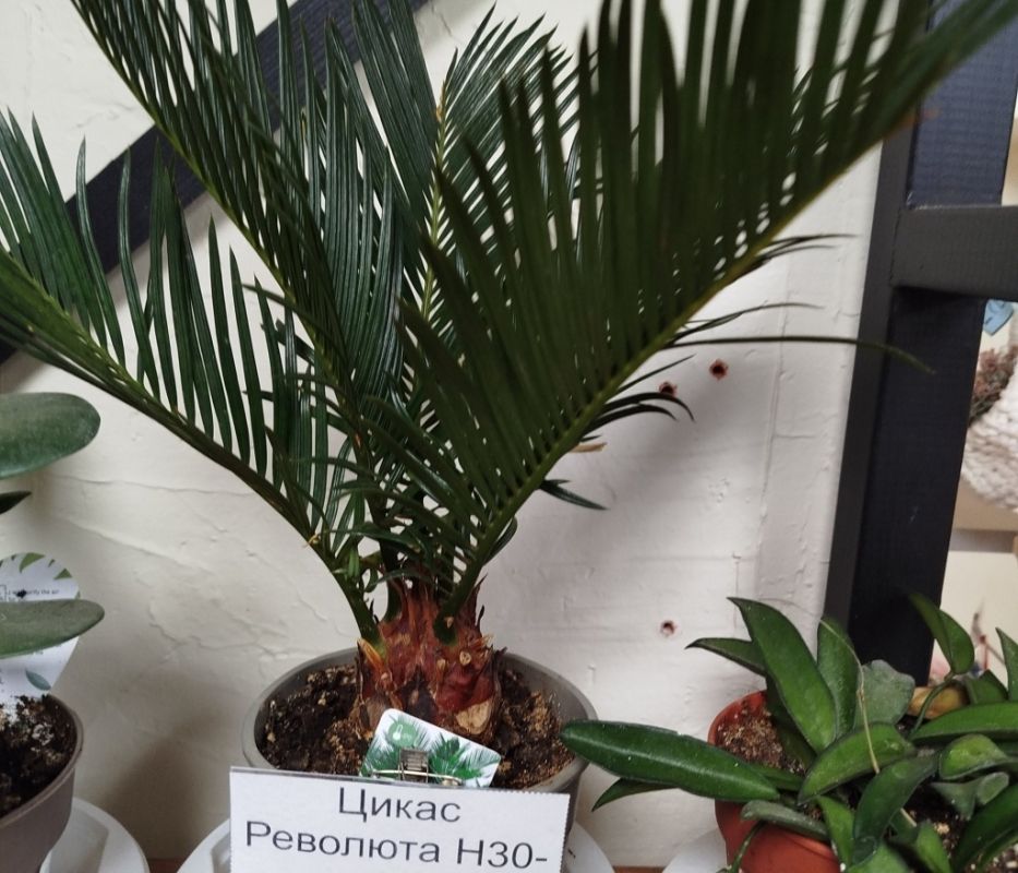 �����: ���������� �������� ��� ������ ����