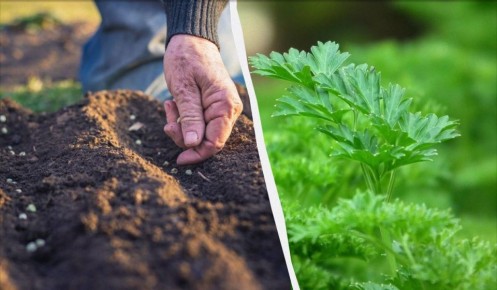 ������� ������� ������ ��������: ����� � ��� �������� ������ ������