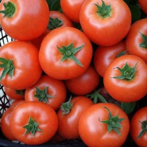 Томат Килато: удивительная находка для каждого огородника