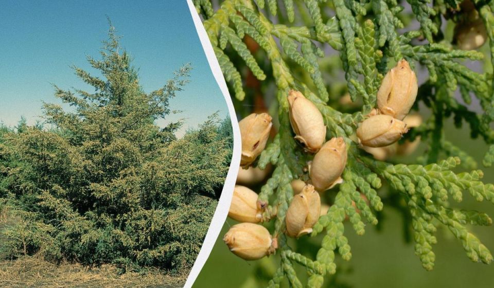 ������� �������: ��� �� ����� ������ ������