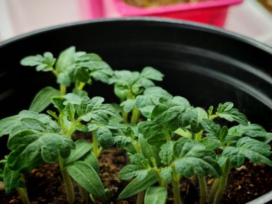 ��������� ����� 2026: �������� ����� ��� ������� ������� � ������