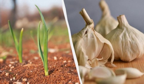 ��� �������� ������ ������ �� ������ �������: ������� ������