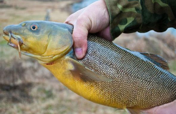 ����������� ���������: �������� ���� ���������� ��������