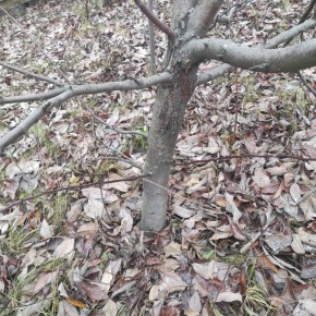 ��� ���������� � �������� �������� � �������� ������