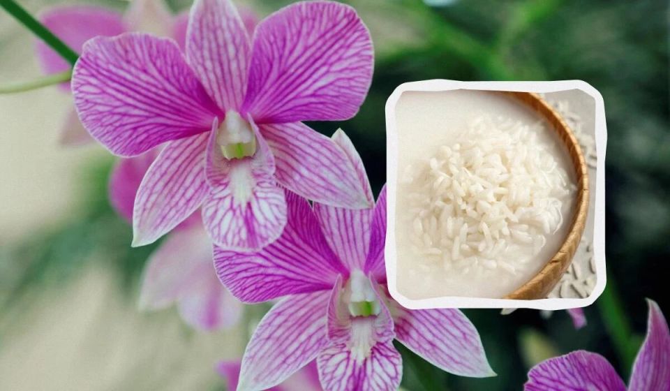 ��� ��������� ������������� �������: ��������� ��������� �� ���������� � ������