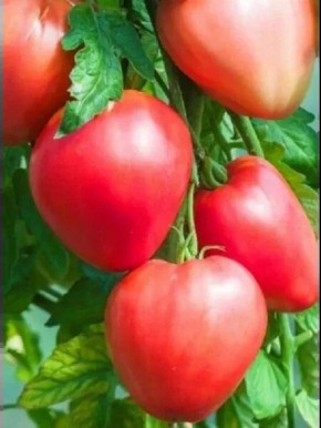 ����� ����������� ������: ��������� ����� ��� ����� �������