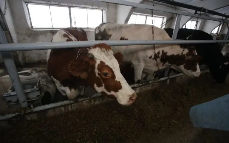 Почти полмиллиона рублей отсудила доярка в Ичалковском районе Мордовии у работодателя за травму, полученную на работе