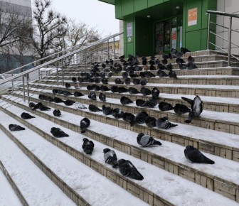 Эти птички деликатно намекают: идёте за хлебом - не забудьте купить булочку для голубей ;)