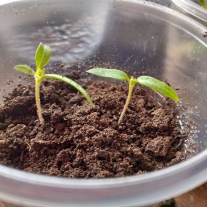 Почему всходы тонкие и падают: три скрытые причины и что с этим делать