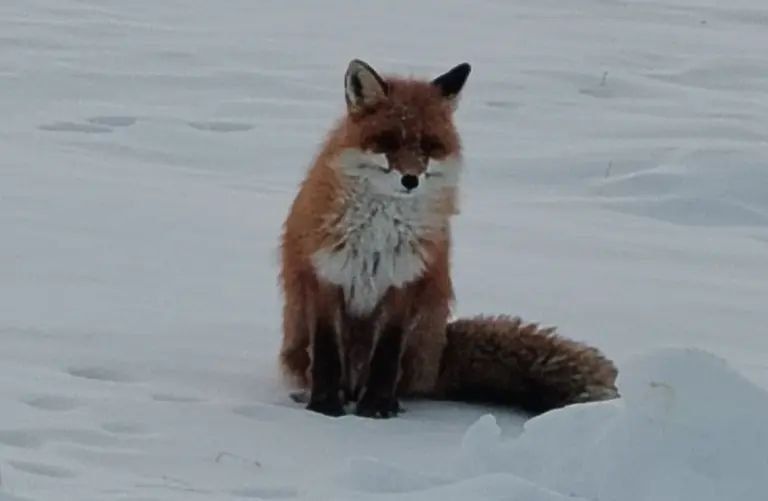 ����� ����� ��� ���� ��������� ������ ��������