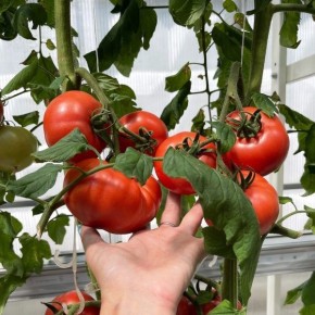 ����� ������: ��������� ������� ��� ������ � ��������� ������