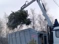 Саранск сдал на переработку 4 тонны новогодних ёлок