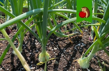 Как правильно подкармливать лук в июле для отличного урожая