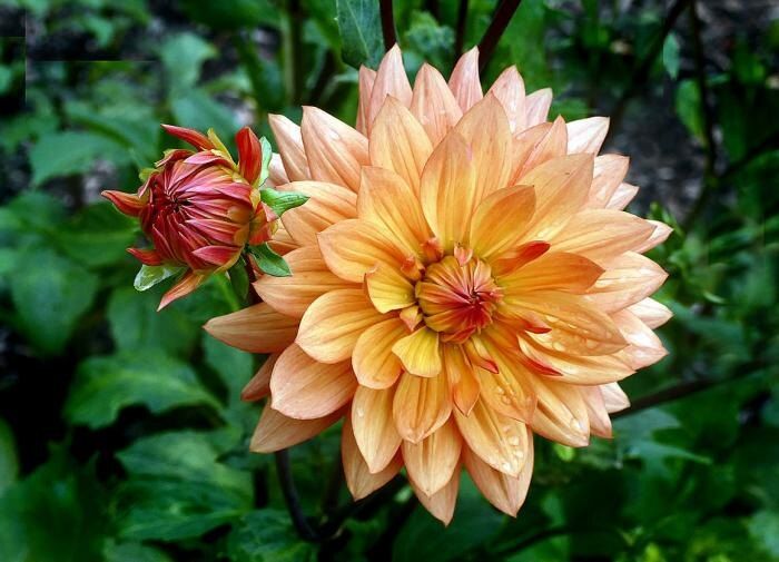 ��� �������� ������� �������� ���������: ������ ������� ���������