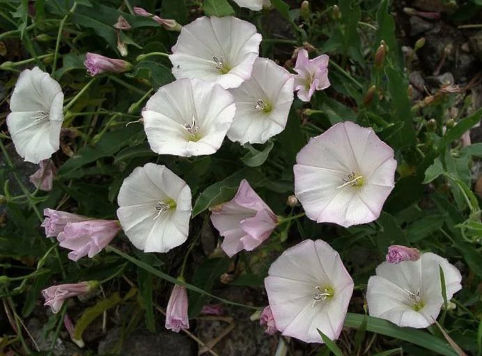 ������ � ����� �������: ��� ���������� �� �������� ������� �� ����� �������