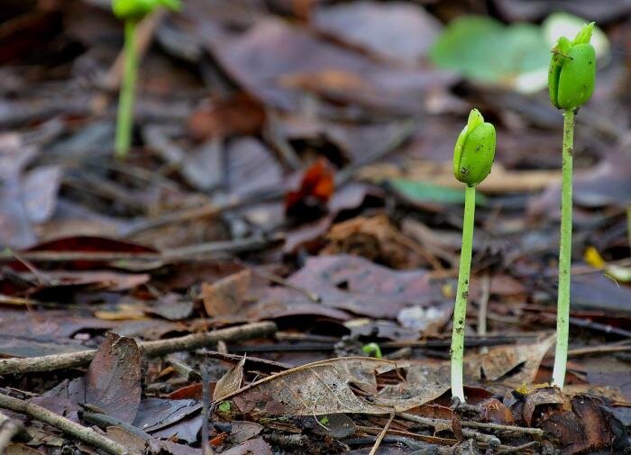 Экономичное удобрение: как дрожжевой раствор пробудит ваш сад