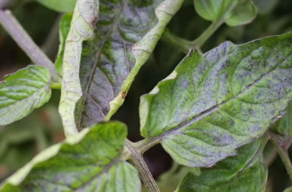 ��� ������ ������ �� ������ � ��� ���������� ��� ��������?