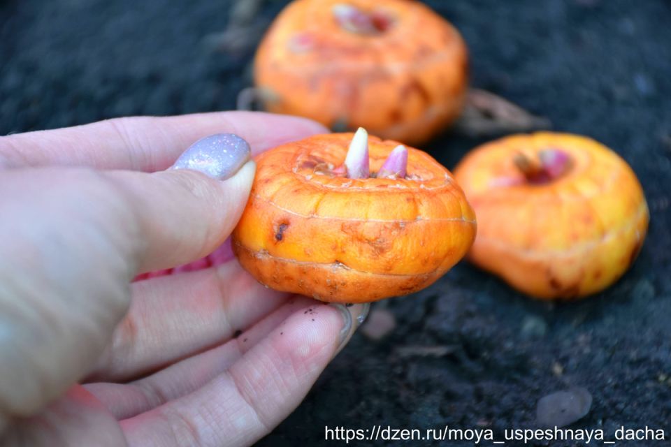 ��� �������� ���������� �������� �����������: ������� ����� � ���������� �����