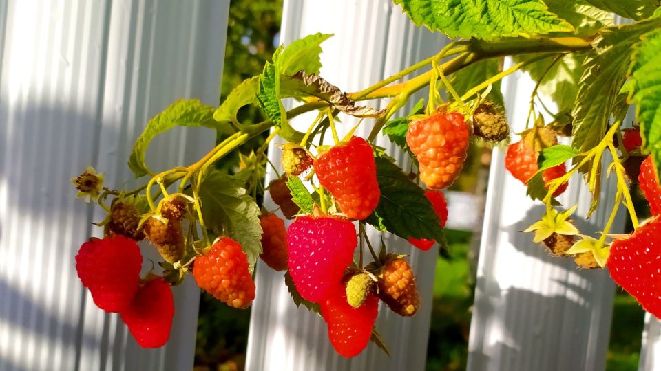 ������ ����� � ������� ���: ��� ��� ������� ��� ������