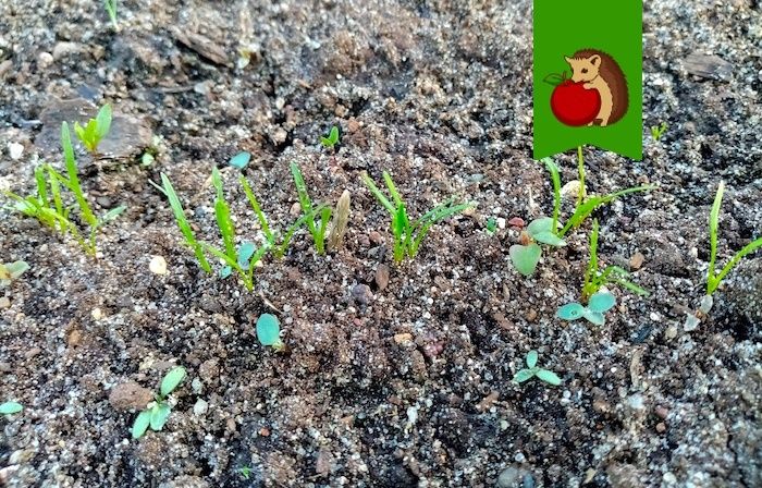 ��� ��������� �������, ������� �� ������ ����������: ������� ��������� ������