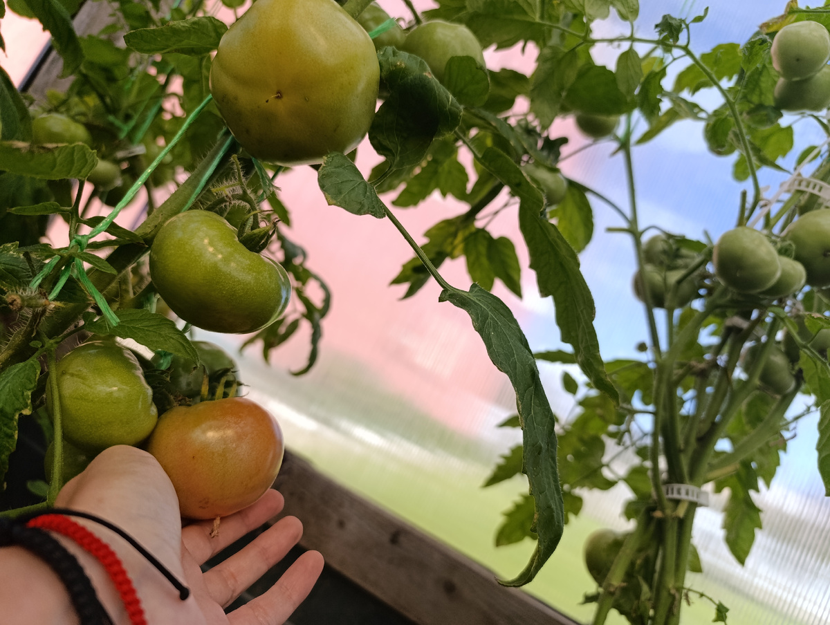 Как получить ранний урожай красных помидоров: секреты и советы