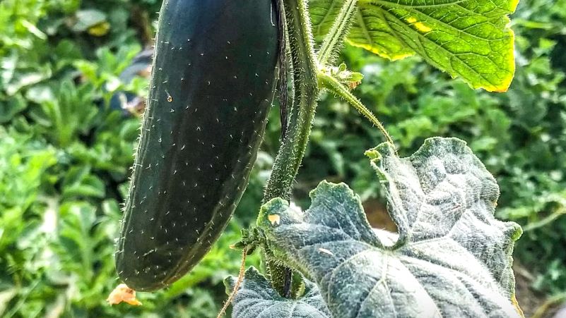 ��� �������� ������ �� �������� ��� �����: ����������� ����� � ����� � ����������