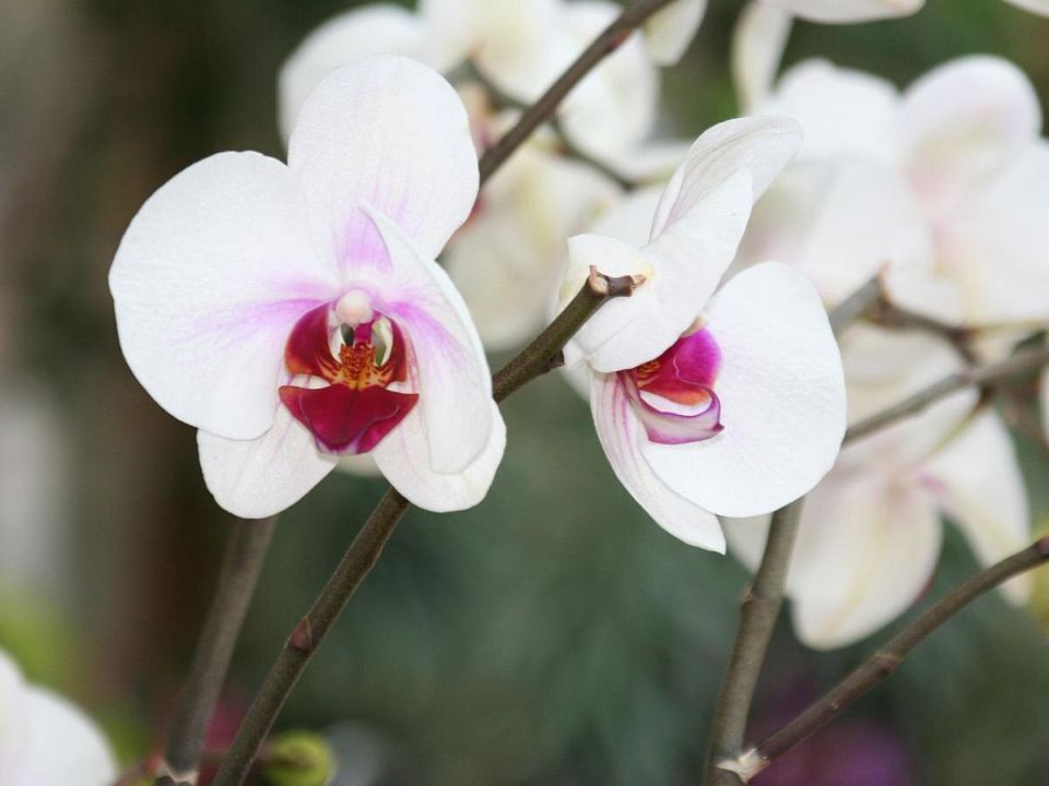 ��� ��������� �� ��������� ����� ��������: ������ ��� ��������� �������?