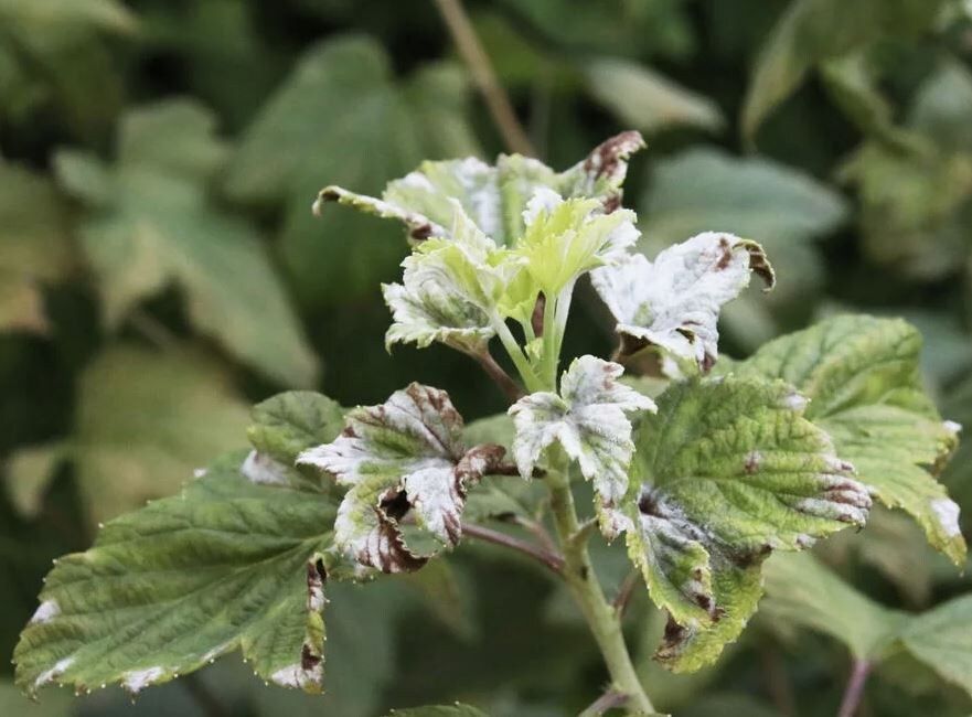 ��� �������� ��� �� ��������� ���� ������: ������ �����������