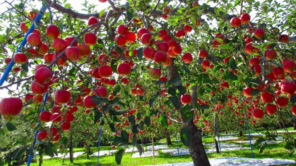 ������, ������� �� ������ �����: �������� ������ �����