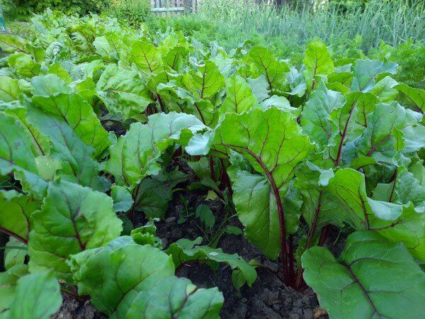 ������� ��������� ����������� ������ ����� �������